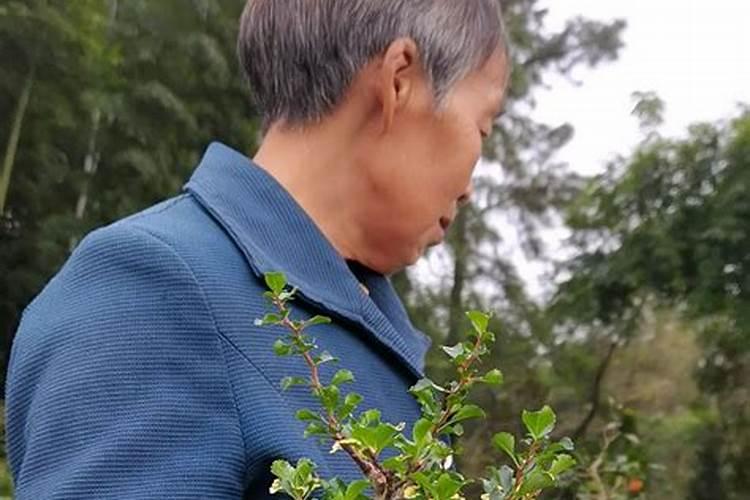 长寿梅盆景怎么养殖方法