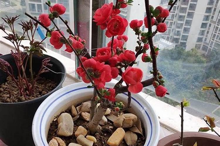 长寿梅花期的养殖方法