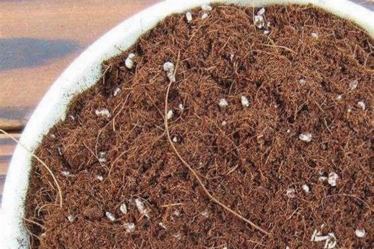 桔子皮能放花盆里做肥料吗