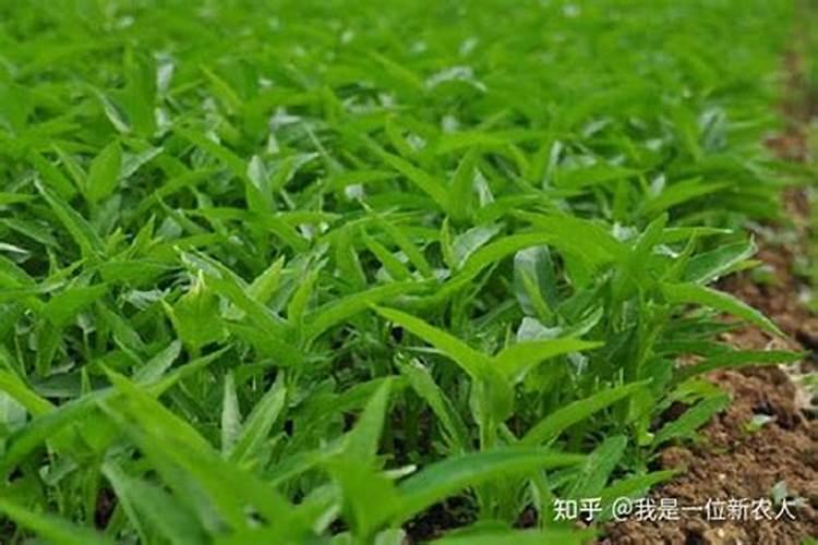 黄瓜秧需不需要打叶子