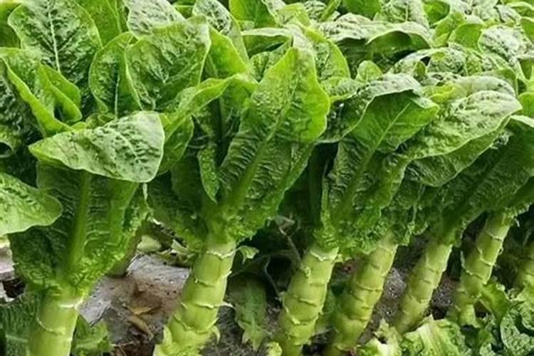 钙肥的使用方法和功效