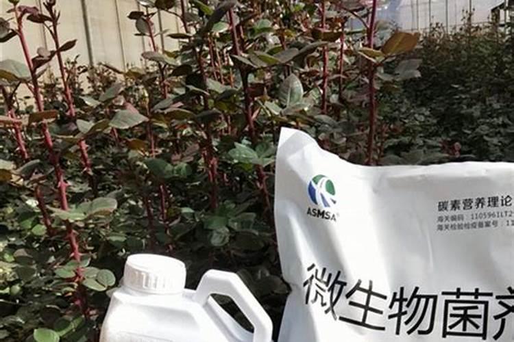 生根肥使用过程中应注意什么
