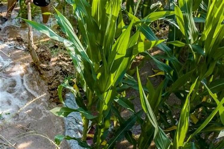 玉米控旺药和杀虫药,还有叶面肥一起打可以吗