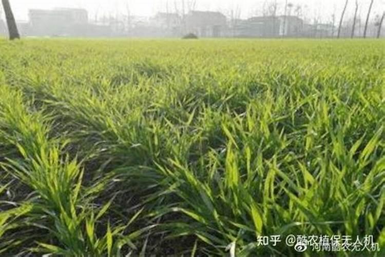 大姜用什么肥料最好