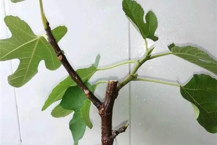 无花果幼树冬季施肥方法 无花果幼树冬季如何施肥