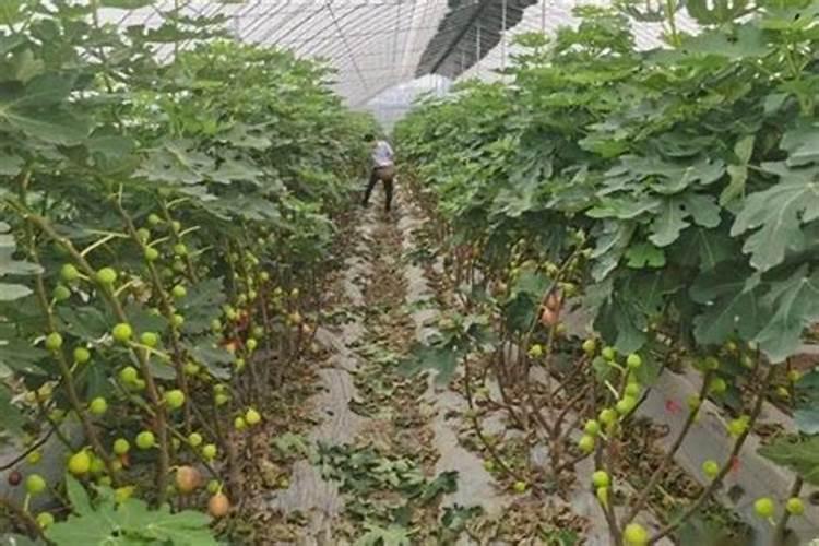 无花果怎么过冬天 冬季在外面养护方法