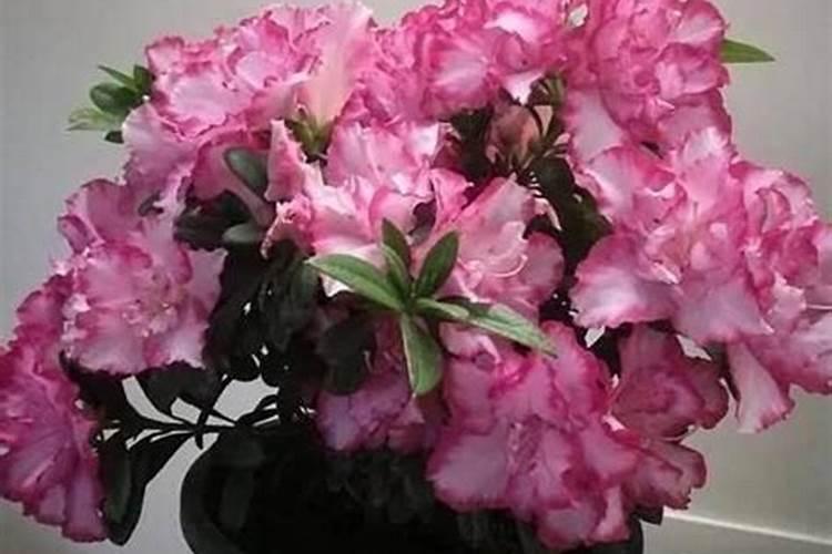 矿源黄腐酸、生化黄腐酸效果都一样？千万可别上当了!