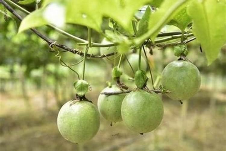 孕期妈妈补铁和叶酸重要吗