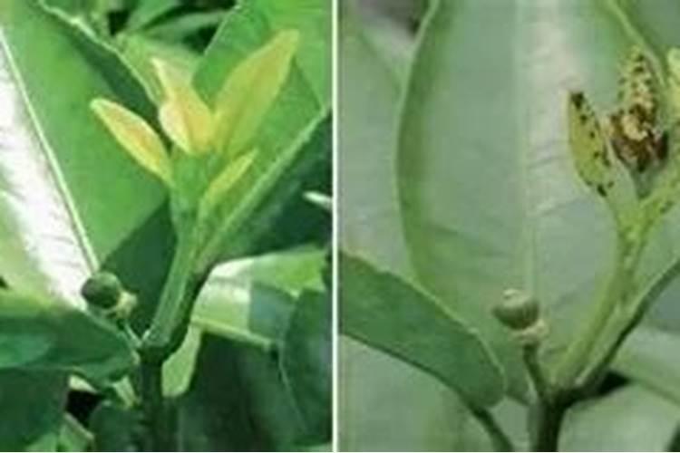 油茶树保花保果药什么时候打？