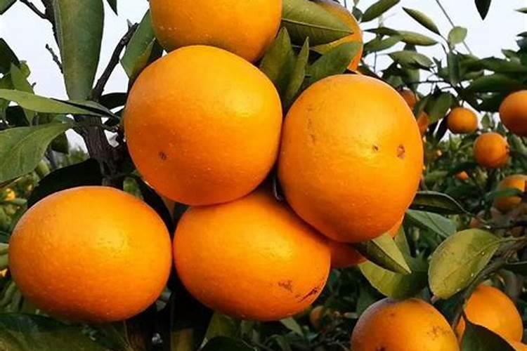 水溶肥生产原料有哪些