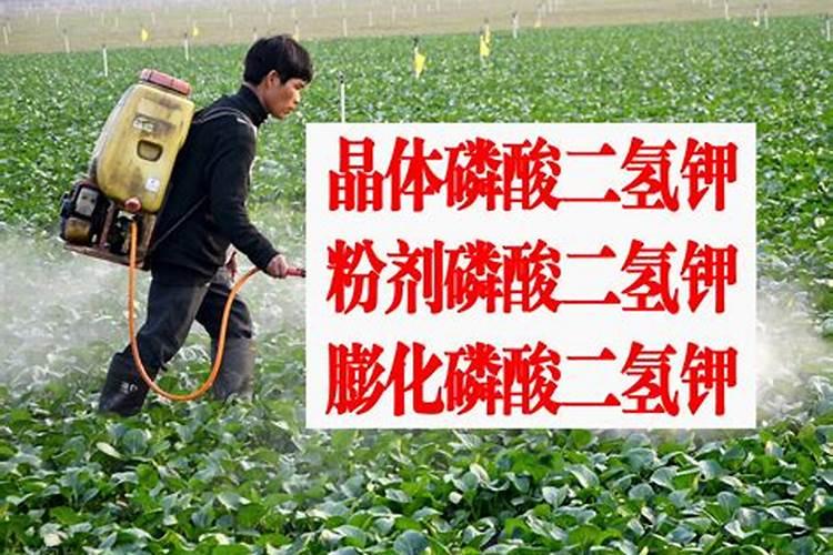 磷酸二氢钾正确施肥方法