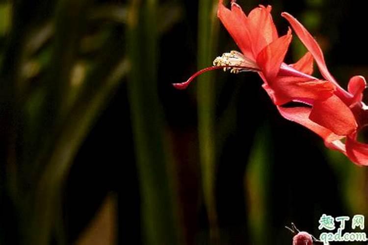 茶梅有花苞了能喷叶面肥吗