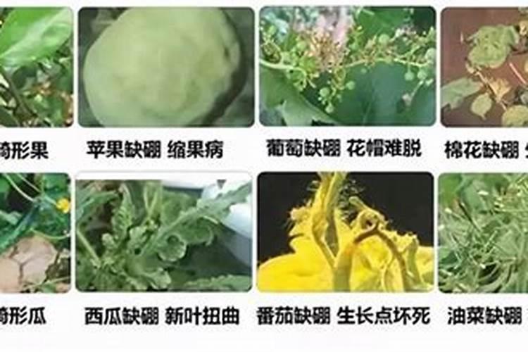 西红柿大棚中,硼,钙,镁,锌四种肥料哪些可以混用？