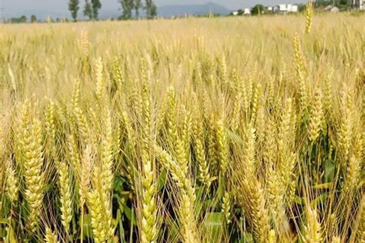 春小麦和冬小麦区别