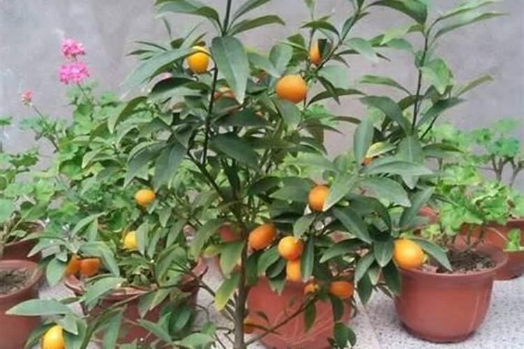 橙子施肥时间和方法