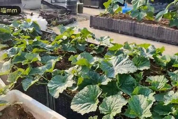 什么肥料能让桉树增粗