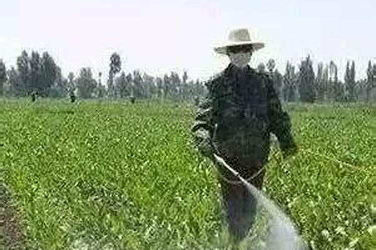 玉米除草剂上午还是下午打药最好
