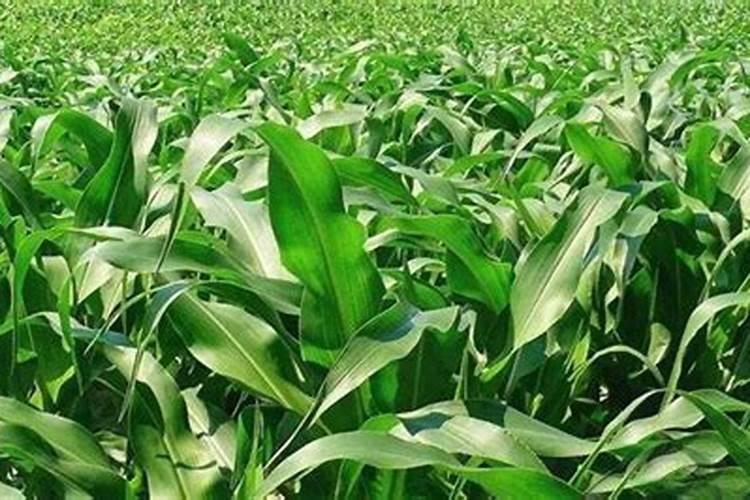 玉米什么时间施硼肥好