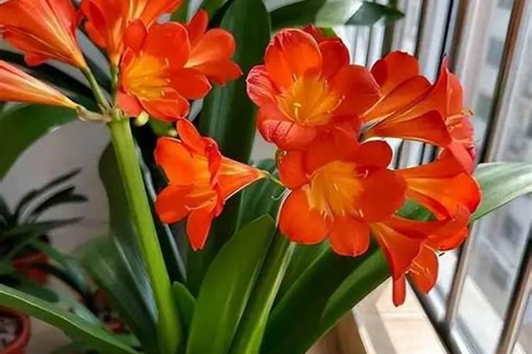 君子兰开花期间怎么施肥