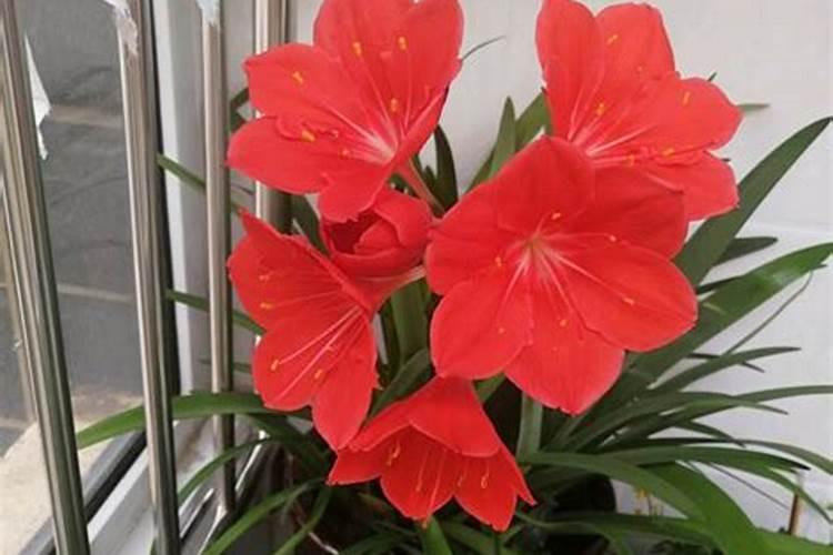 紫根兰用什么肥好