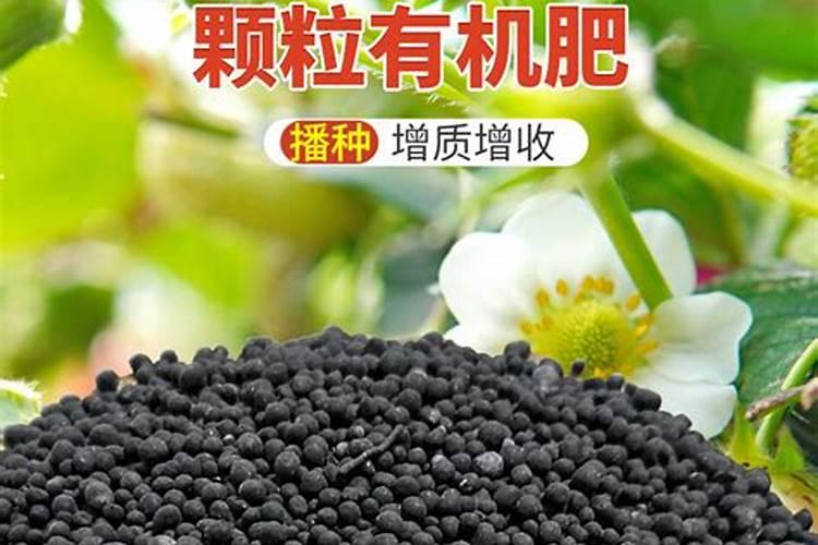 芒果树结果的时候能浇化肥吗