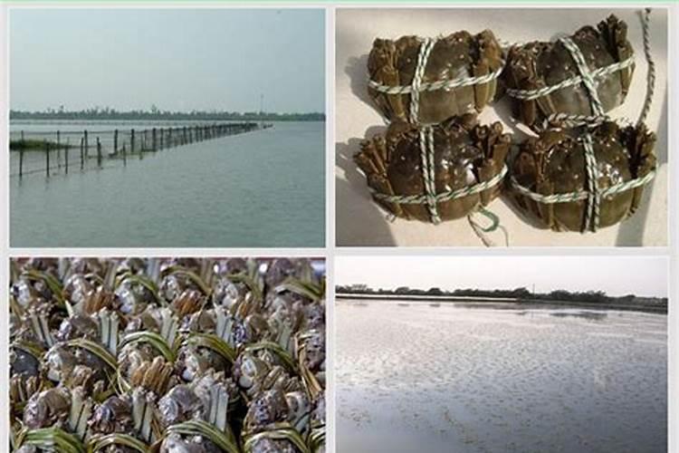 西红柿铁把可以随水用吗？