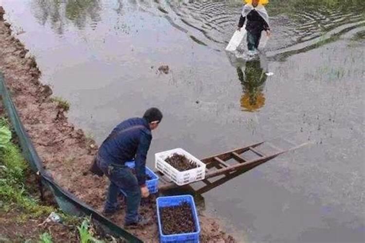 花椒树正确的施肥方法