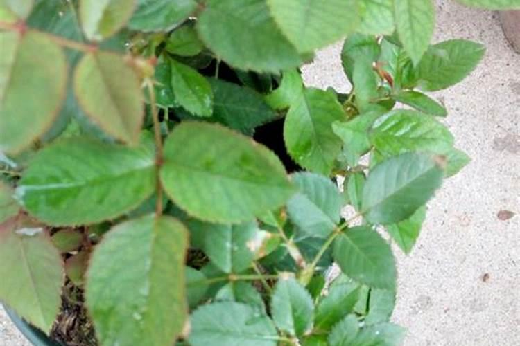 种魔芋用什么肥料最好