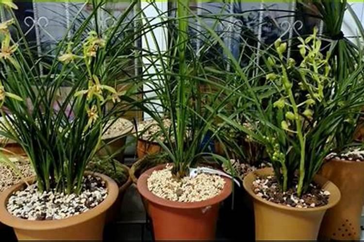 如何使用叶面肥,记牢哪几个时间点,你知道吗？