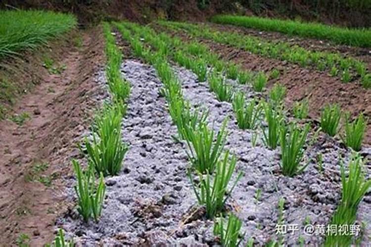 氮肥利用了氮气的什么性质,氮肥是什么肥