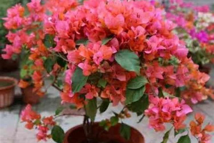 天脊硝酸磷肥可以撒吗