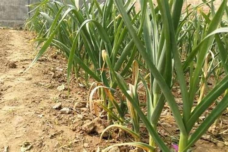 大蒜种植技术和施肥技术