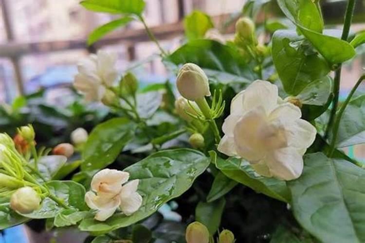 茉莉开花时如何施肥