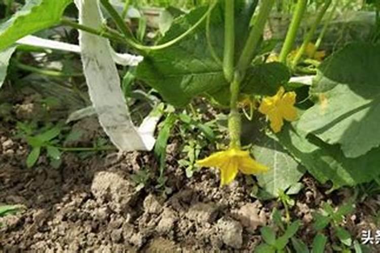 饼肥的肥效有多久