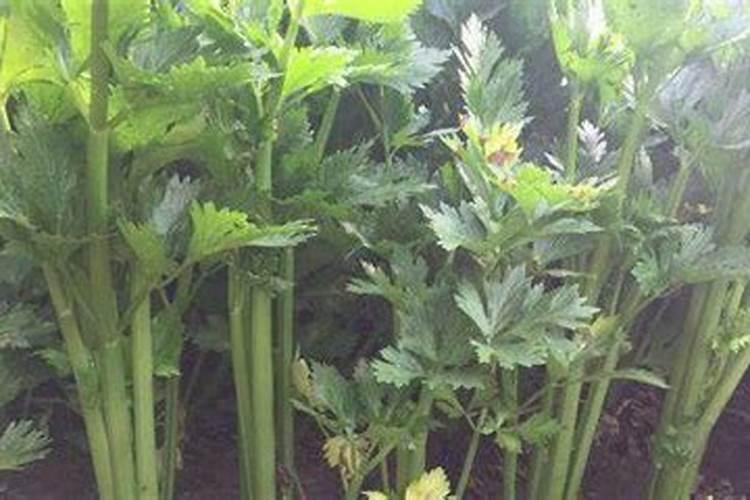 落地生根小苗多久长大 小苗落地生根需要多长时间才能成长？