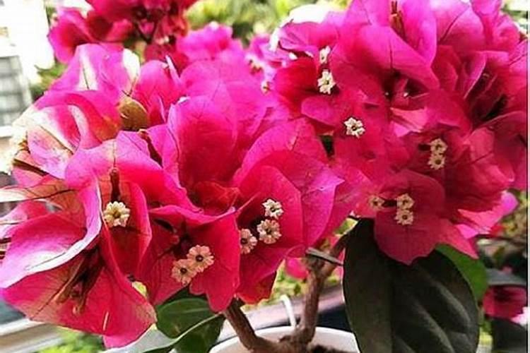 红糖冲施一亩地用多少