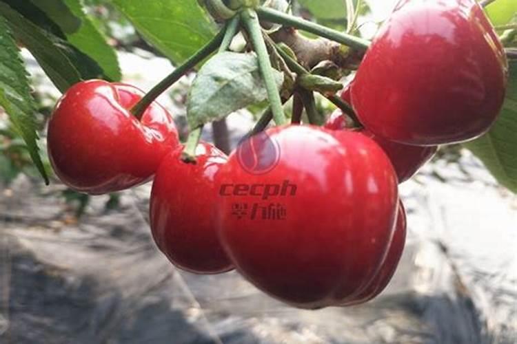 樱桃结果之后用什么肥料