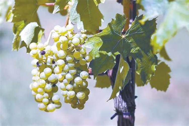 果园雨后撒施复合肥后多久喷矿源黄腐酸钾合适？