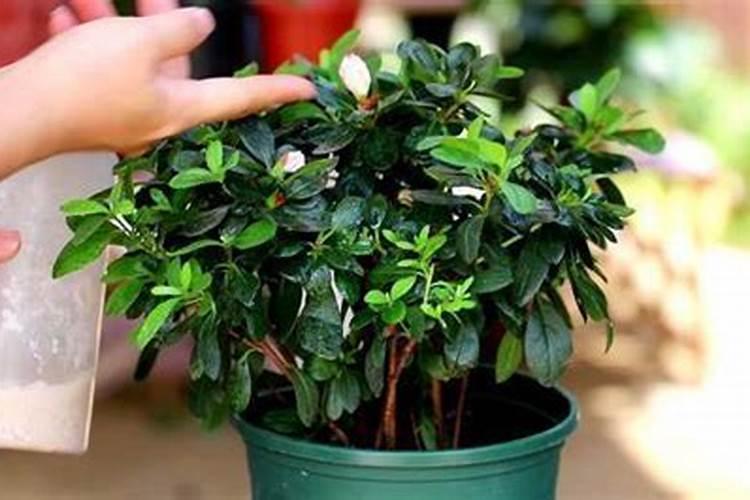 玫瑰花施肥过多会怎样