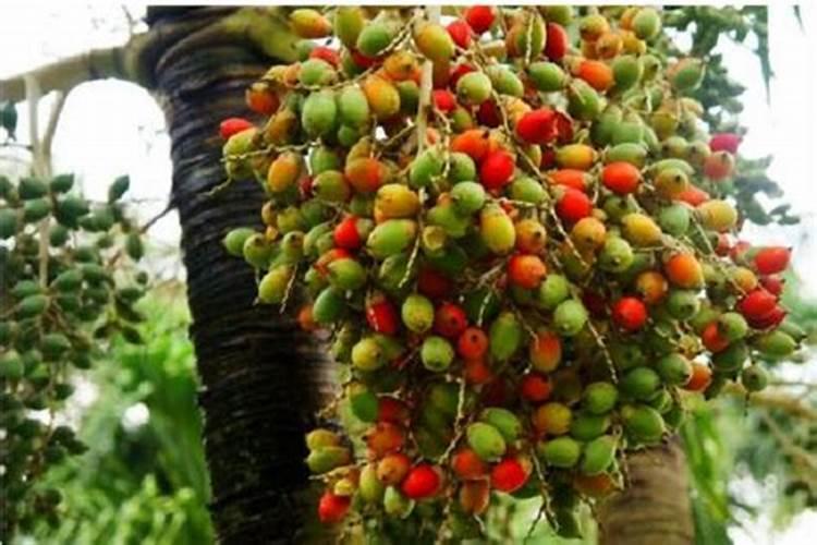 西红柿浇水的正确方法