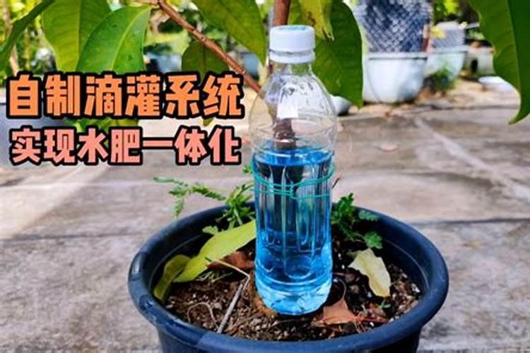 种植甘蔗使用芸苔素有哪些作用？