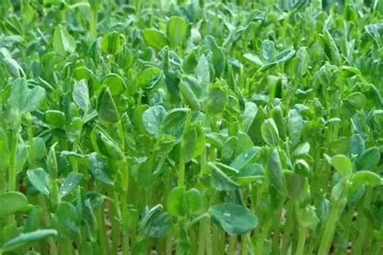 芽总管·豌豆芽苗菜种植技术