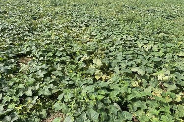 大葱什么时候追肥合适 高产追肥方法