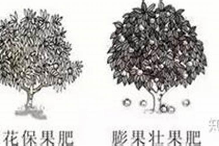 橙子几月份用钾肥？