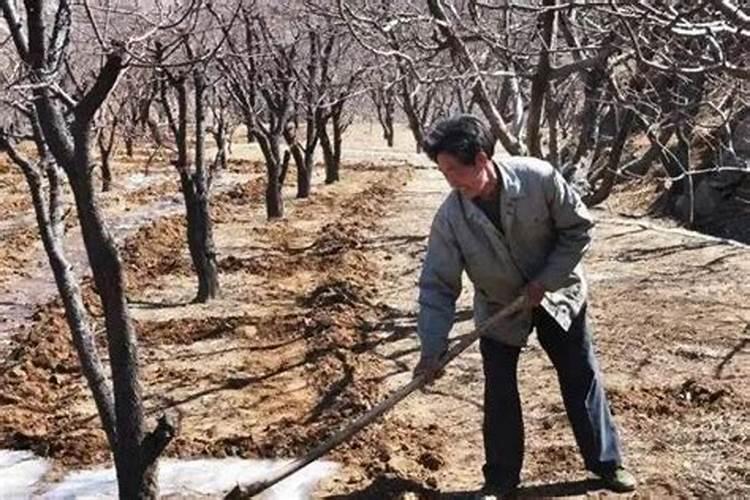 苹果树补钙的叶面肥有哪些苹果树叶面肥一年喷几次都喷什么肥