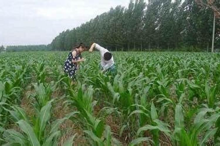 旱金莲不催芽几天发芽