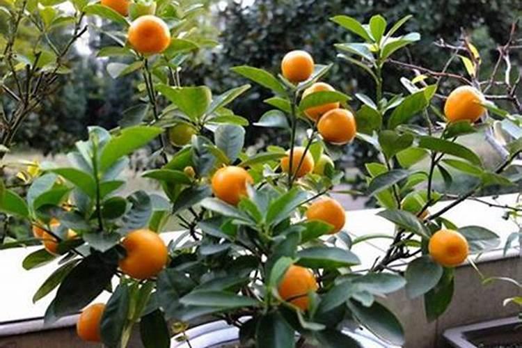 滑皮金桔5年结果树怎样施肥