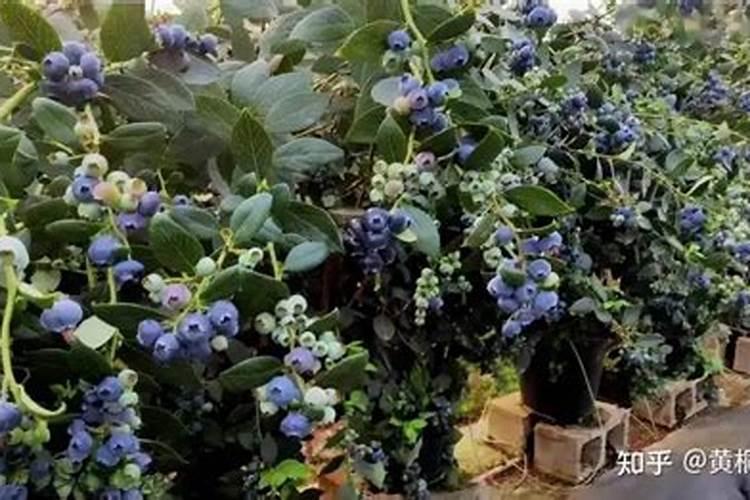 碧护大量元素水溶肥价格