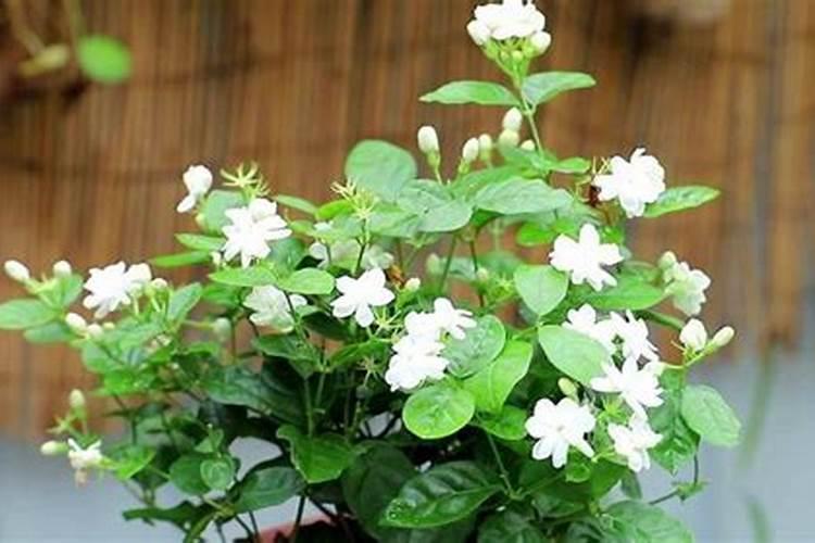 茉莉花在打花苞能施肥