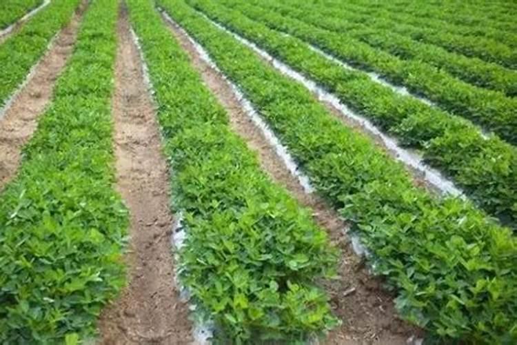 如何给花生追施钙肥？